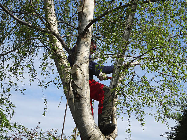 Best Tree Health Inspection  in Ridgeland, SC